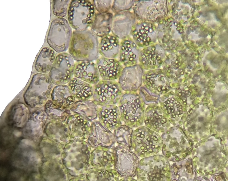Schistochilopsis incisa var. incisa